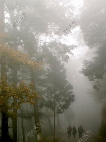 雾中漫步图片