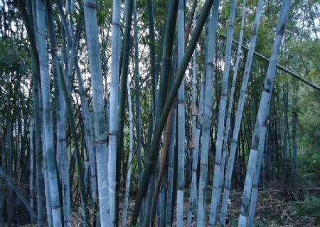 竹子风景图片壁纸