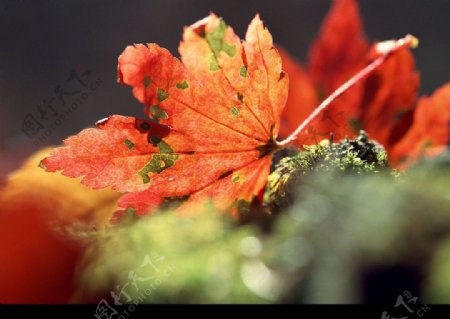 秋天的落叶图片