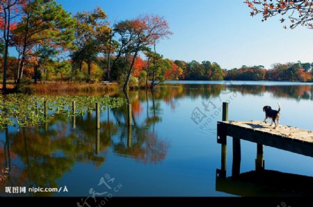 自然景观秋天树林湖泊图片