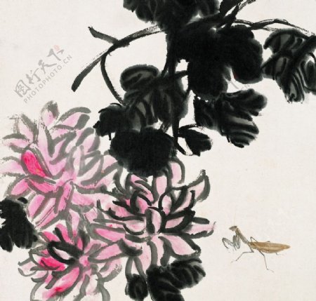 花中螳螂图片