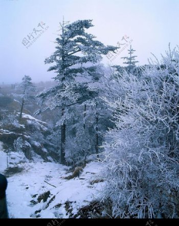 冬景迷人白雪树图片