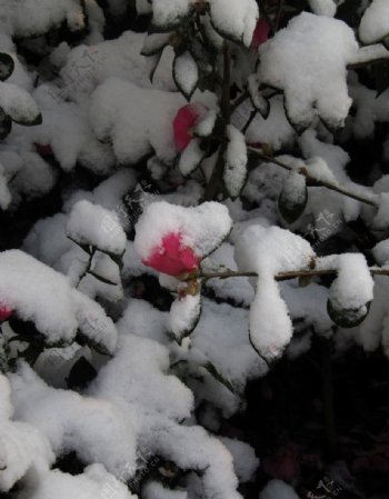 雪下蔷薇图片