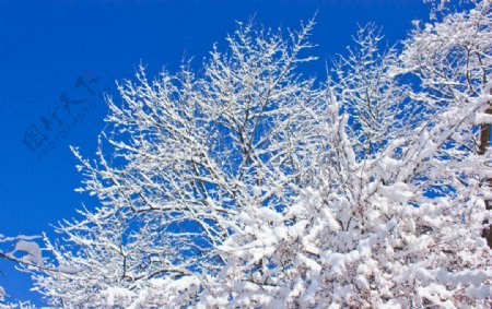 蓝天雪树图片