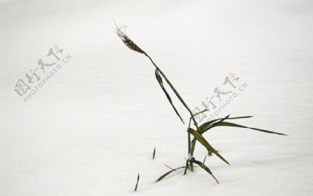 大雪过后的小麦图片