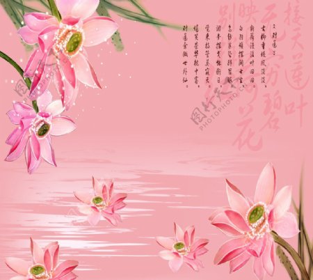 粉色对莲装饰画图片
