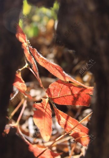 树洞中红叶图片