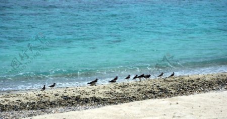 马尔代夫沙滩海鸟蔚蓝海水图片