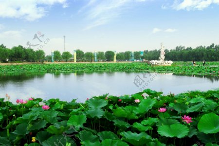 寿光林海博览园荷花仙子图片