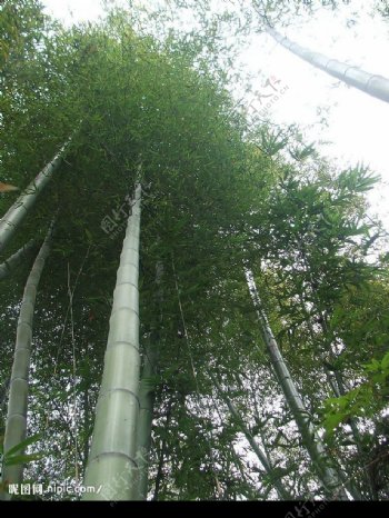 竹子绿竹节节高升竹子特写图片