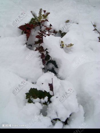 雪小树苗图片
