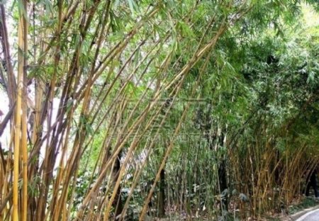 竹子摄影图片