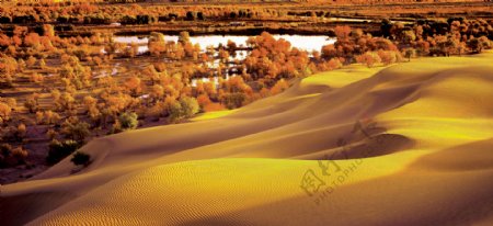 沙漠新疆胡杨图片