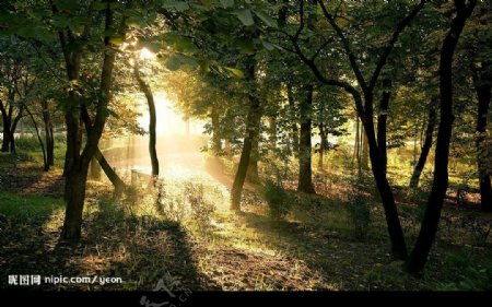 沐浴阳光的森林图片