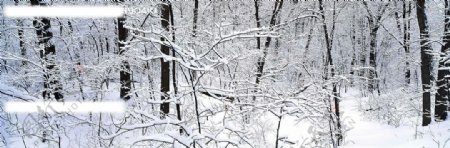 白色雪树图片