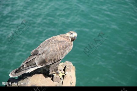 青海玛多鄂陵湖边的鹰图片