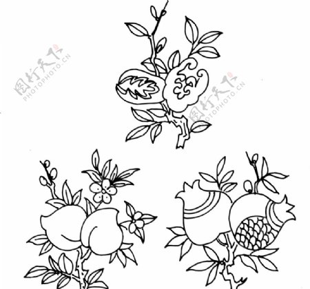 蟠桃石榴植物白描图片