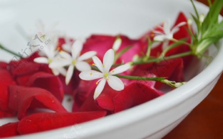 红玫瑰与白兰花图片