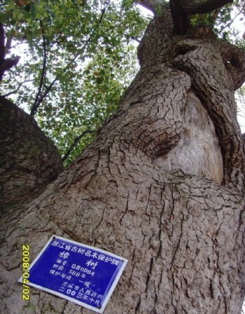 浙江500年古樟树图片