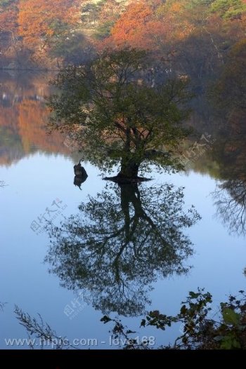 湖泊中小树图片