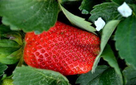 大草莓特写图片