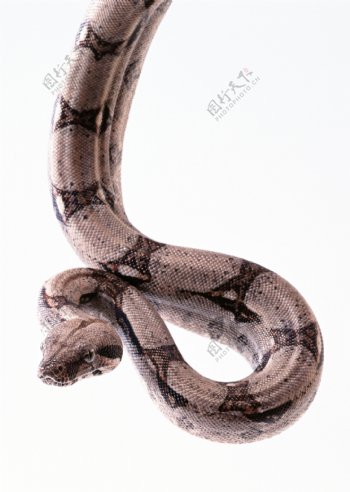 蛇蟒蛇图片