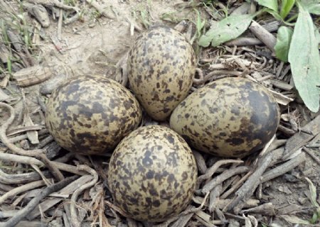 鹬蛋鸟蛋图片