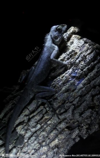 蜥蜴晚间蜥蜴摄影蜥图片