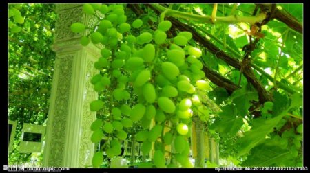 新疆吐鲁番市葡萄沟图片