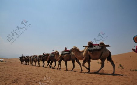 大漠驼队图片