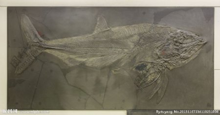 鱼类化石图片