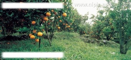 桔园橘树图片