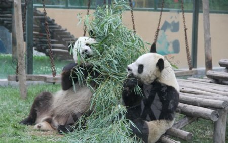 大熊猫竹叶两个图片