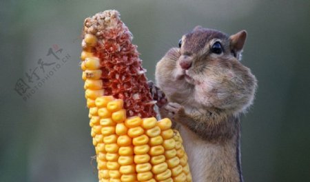 小仓鼠吃玉米图片