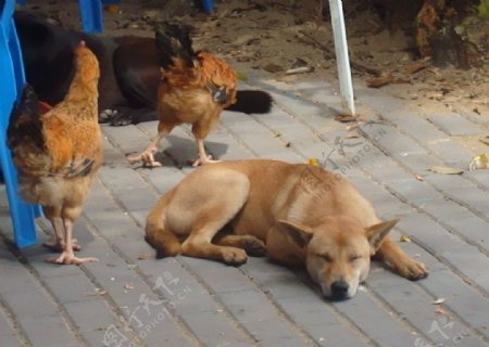 狗在鸡的旁边睡觉图片
