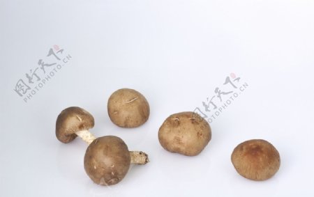 新鲜蘑菇图片