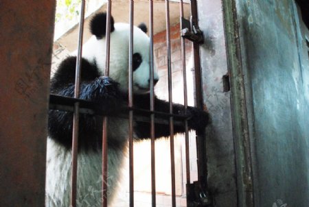 笼中大熊猫图片