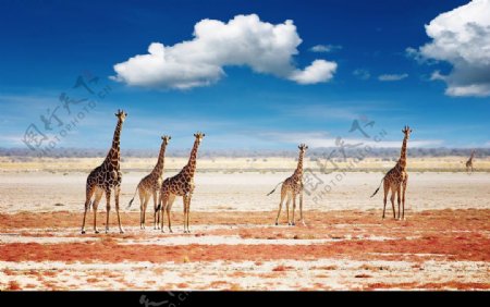 平原上的长颈鹿图片