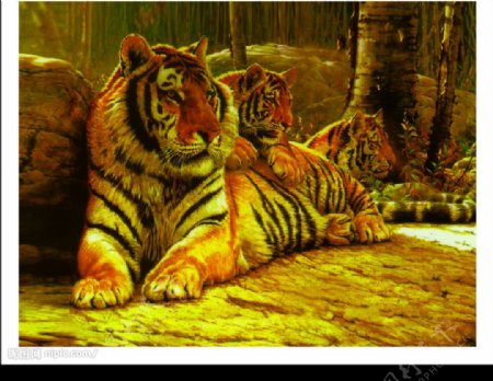 三只老虎图片