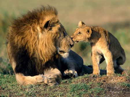 舐犊情深狮子父子情深图片