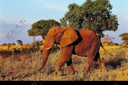 原野上一头棕红色的大象图片