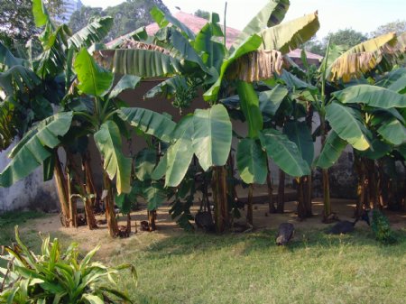 芭蕉树和孔雀图片