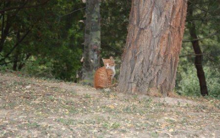 公园中的小野猫2图片