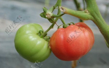 柿柿如意图片