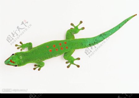 绿色蜥蜴图片