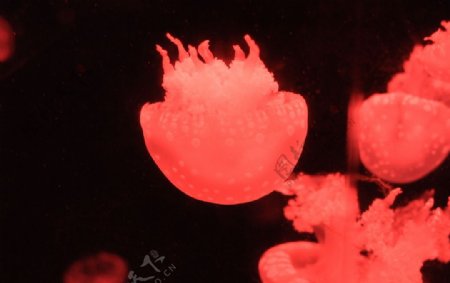 红色水母图片