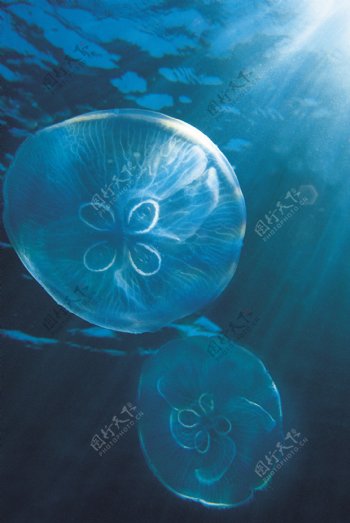 海底世界水母图片