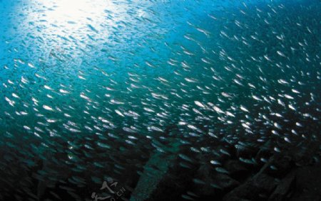 海底鱼群图片