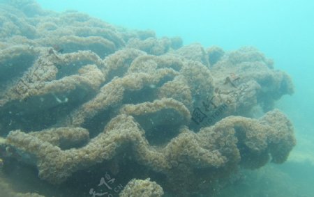 东山岛潜水摄影图片