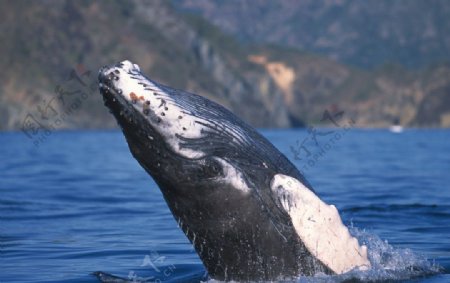 海里跳跃的鲸鱼图片